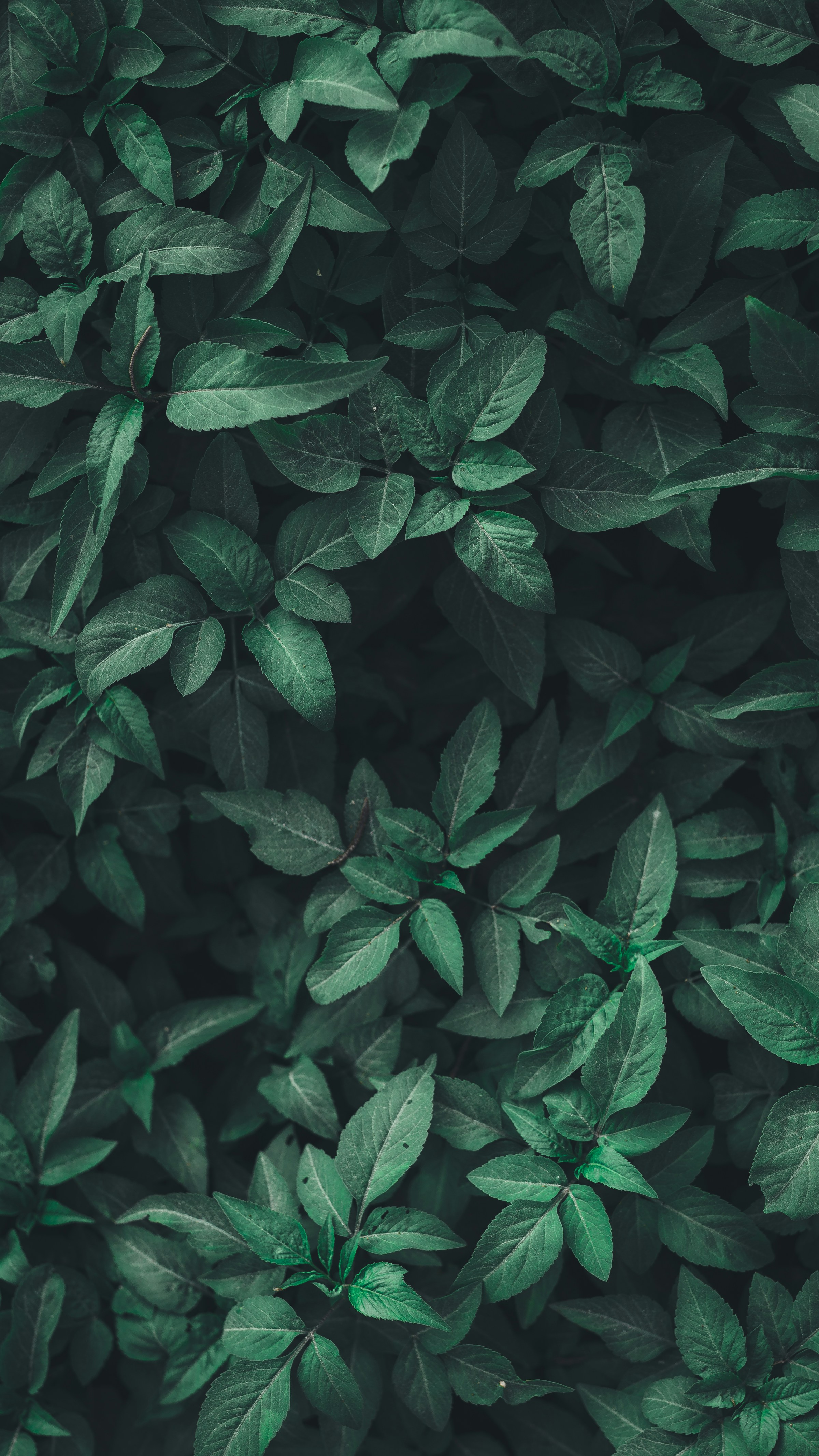 Plant corner